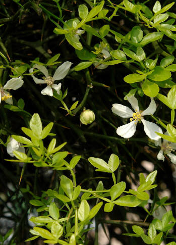 知恵の輪 愛媛の植物図鑑 カラタチ