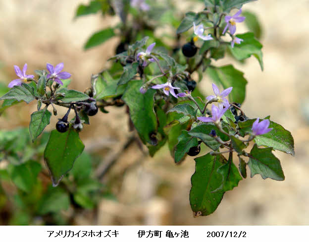 知恵の輪 愛媛の植物図鑑 アメリカイヌホオズキ