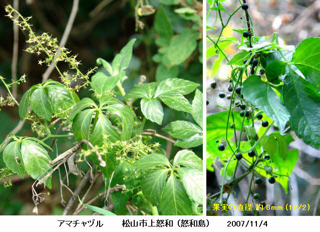 知恵の輪 愛媛の植物図鑑 アマチャヅル