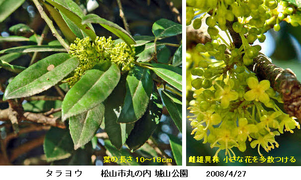 知恵の輪 愛媛の植物図鑑 タラヨウ