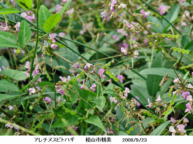 知恵の輪 愛媛の植物図鑑 アレチヌスビトハギ