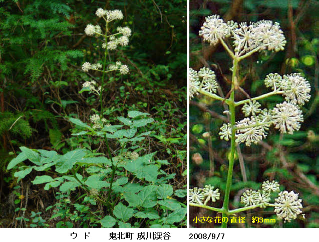 知恵の輪 愛媛の植物図鑑 ウド