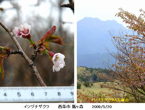 知恵の輪 愛媛の植物図鑑 イシヅチザクラ