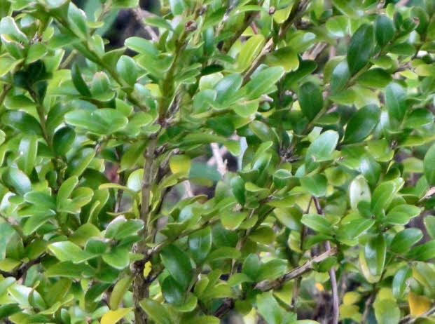 知恵の輪 愛媛の植物図鑑 ツゲ