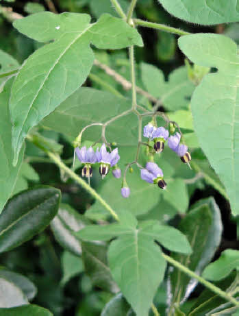 知恵の輪 愛媛の植物図鑑 ヤマホロシ