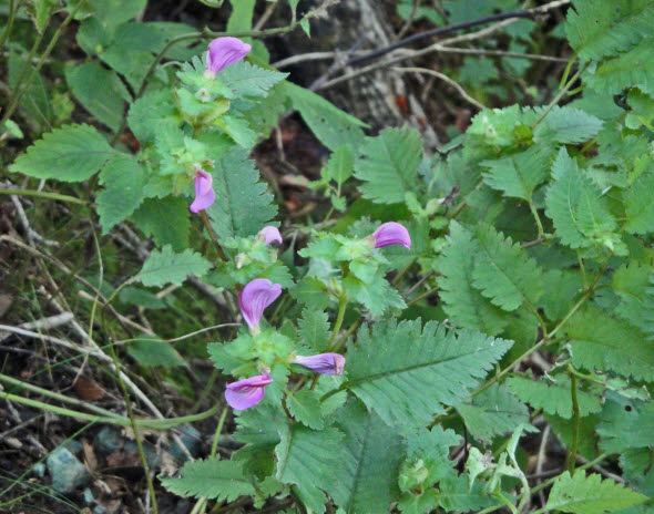 知恵の輪 愛媛の植物図鑑 シオガマギク