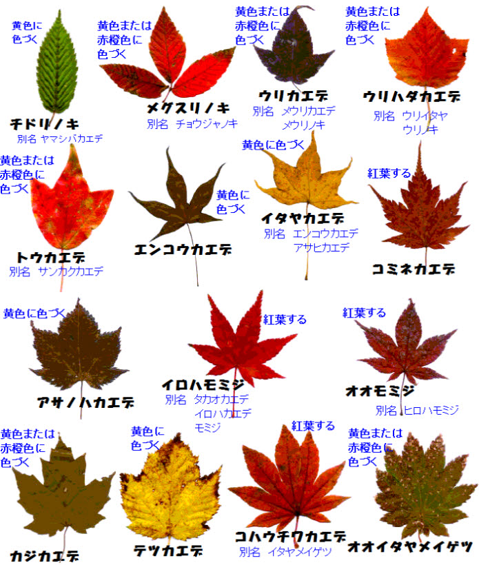 知恵の輪 もみじの葉 訂正