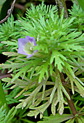 知恵の輪 愛媛の植物図鑑 キクモ