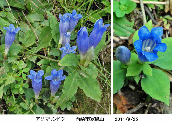 知恵の輪 愛媛の植物図鑑 アサマリンドウ