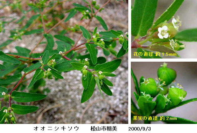知恵の輪 愛媛の植物図鑑 オオニシキソウ