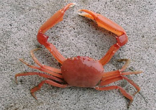 知恵の輪 カニ エンコウガニ