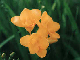 知恵の輪 フリージャ