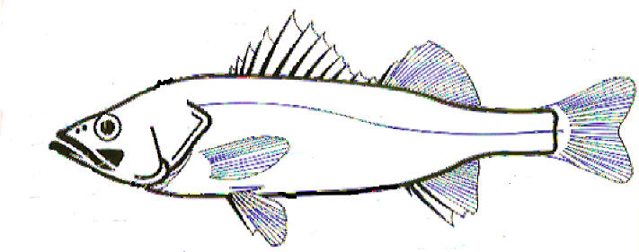 知恵の輪 魚の各部の名称 硬骨魚類
