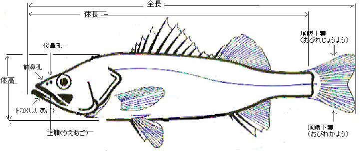 知恵の輪 魚の各部の名称 硬骨魚類