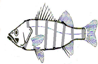 知恵の輪 魚の各部の名称 硬骨魚類