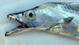 知恵の輪 さかな 32 タチウオ