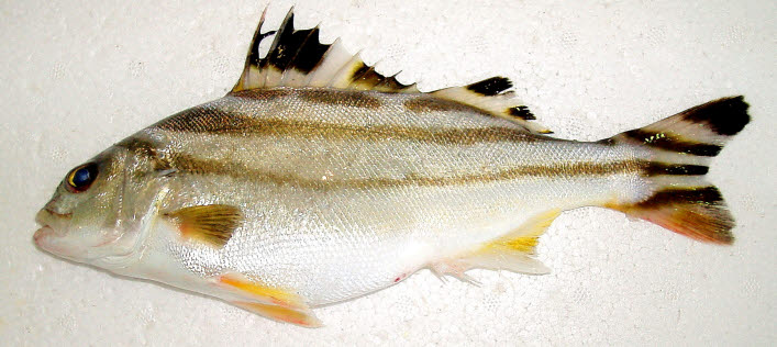 知恵の輪 さかな 50 コトヒキ