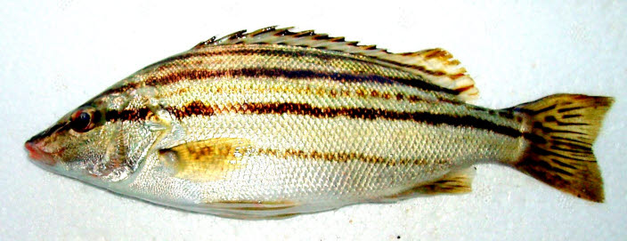 知恵の輪 さかな 69 シマイサキ