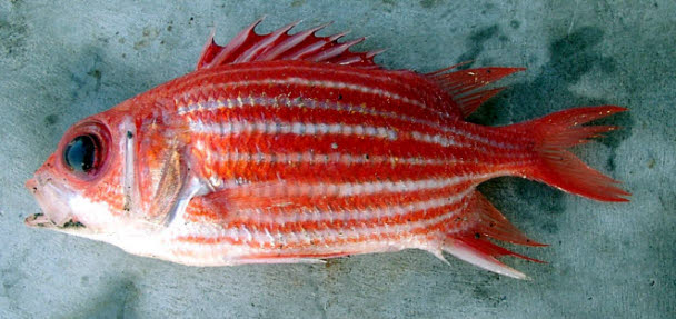 知恵の輪 さかな 73 イットウダイ