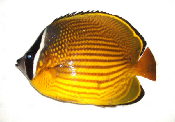 知恵の輪 さかな 79 チョウチョウウオ