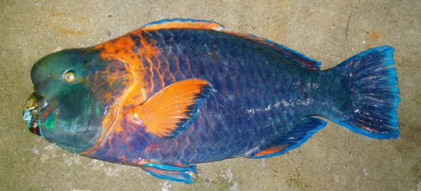 知恵の輪 さかな アオブダイ