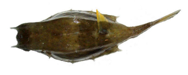 知恵の輪 さかな ウミスズメ