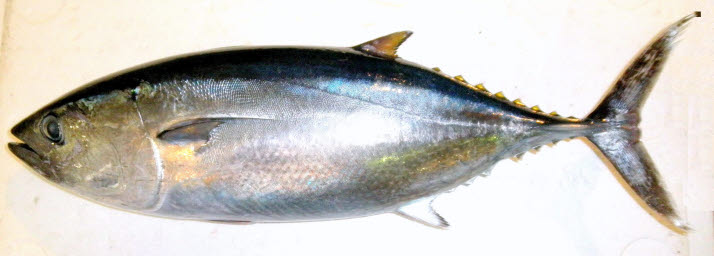 知恵の輪 さかな クロマグロ