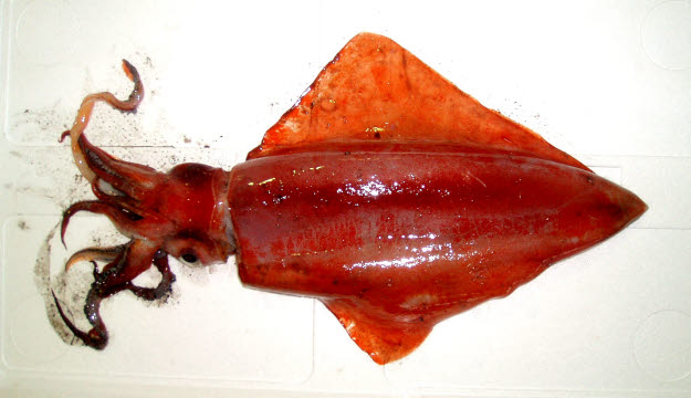 知恵の輪 さかな ソデイカ