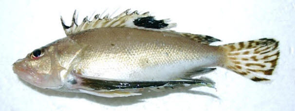 知恵の輪 さかな ハチ