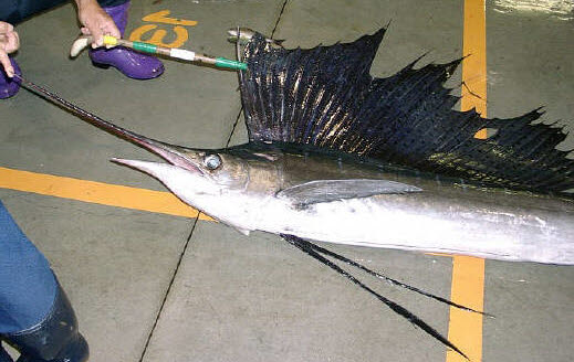 知恵の輪 さかな バショウカジキ