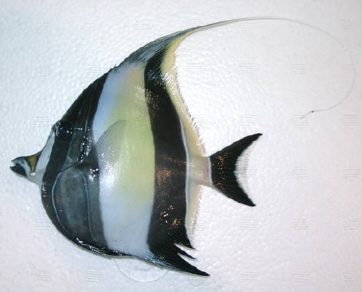 知恵の輪 さかな ツノダシ