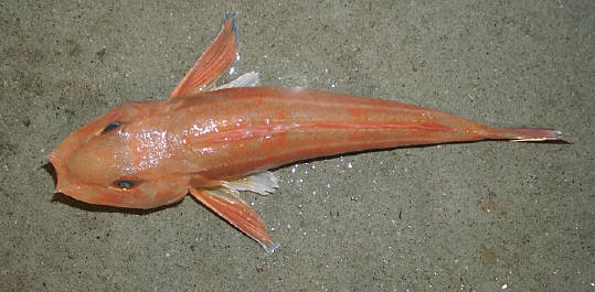 知恵の輪 さかな カナガシラ