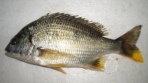 知恵の輪 さかな キチヌ