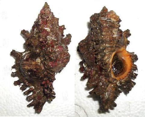 知恵の輪 カ イ ガンゼキボラ