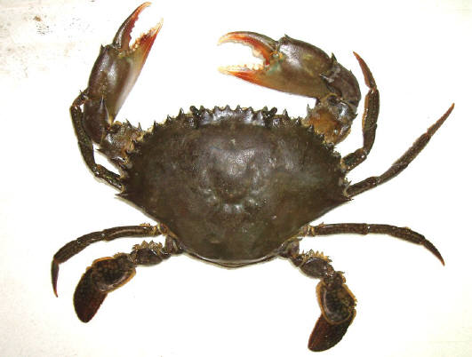 知恵の輪 カ ニ アミメノコギリガザミ
