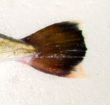 知恵の輪 さかな シロサバフグ