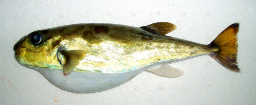 知恵の輪 さかな シロサバフグ