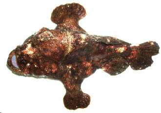 知恵の輪 さかな オオモンカエルアンコウ