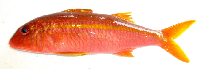 知恵の輪 さかな アカヒメジ