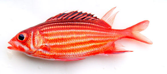 知恵の輪 さかな ニジエビス