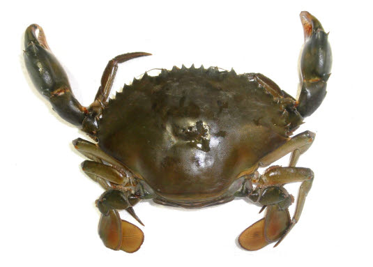 知恵の輪 カ ニ トゲノコギリガザミ