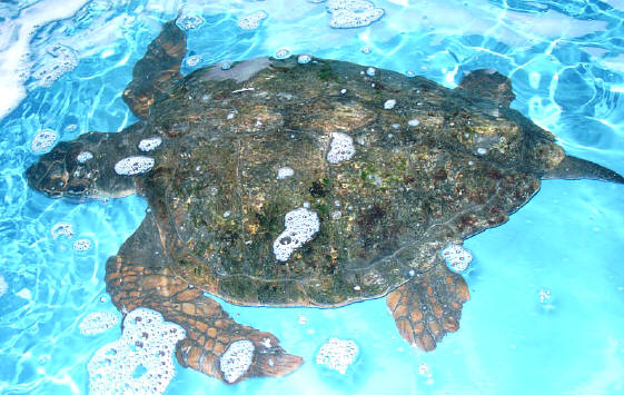 知恵の輪 ウミガメ 海亀