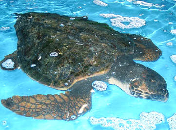 知恵の輪 ウミガメ 海亀