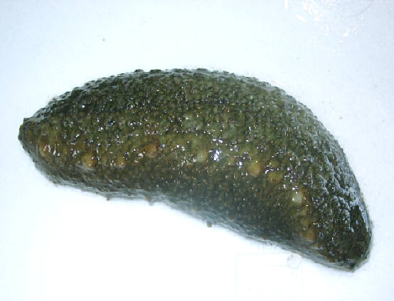 知恵の輪 青ナマコ