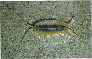 知恵の輪 フナムシ