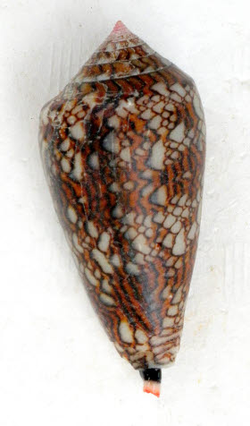 知恵の輪 カ イ タガヤサンミナシガイ