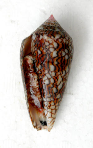 知恵の輪 カ イ タガヤサンミナシガイ