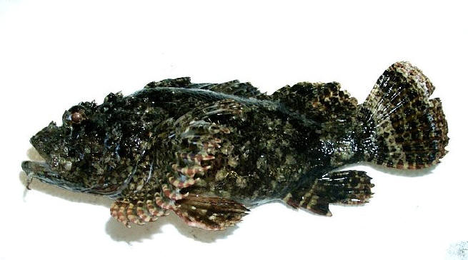 知恵の輪 さかな イヌカサゴ