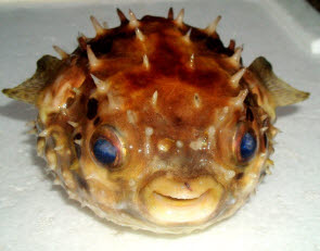 知恵の輪 さかな メイタイシガキフグ