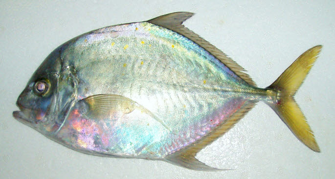 知恵の輪 さかな マルヒラアジ